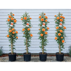 Ruža popínavá (Rosa rampicante) ´WESTERLAND®´ - výška 150-180 cm, kont. C5L